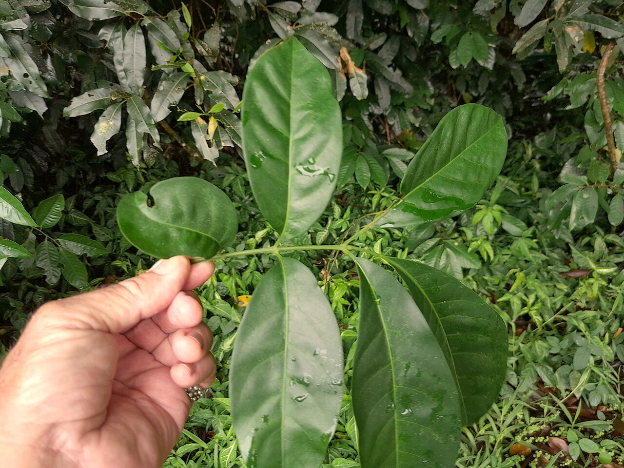 Mossman mahogany: Dysoxylum arborescens foliage