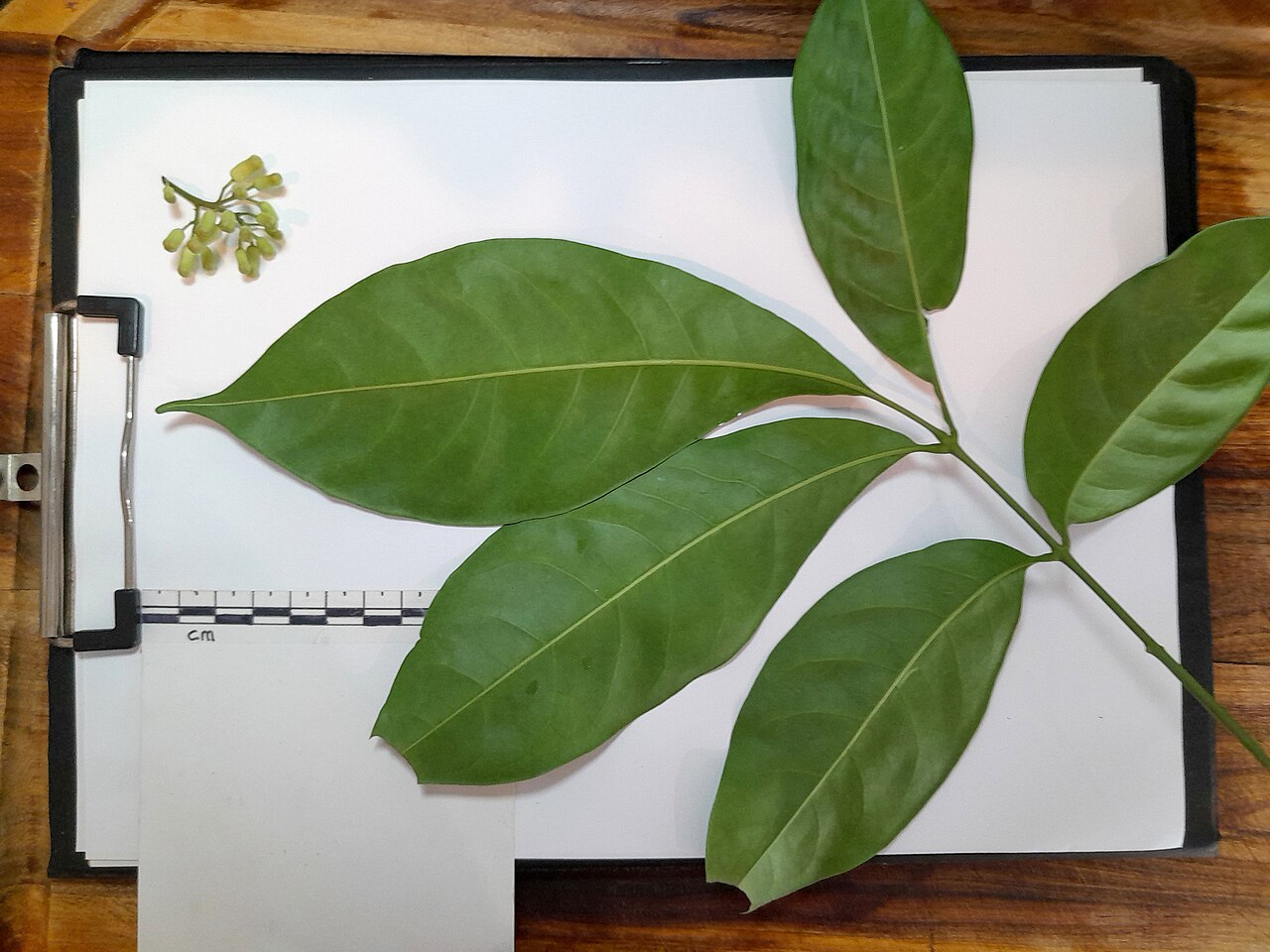 Mossman mahogany: Dysoxylum arborescens foliage (underside) and flower buds