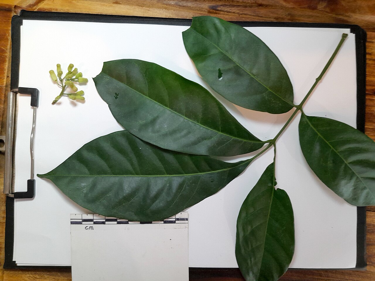 Mossman mahogany: Dysoxylum arborescens foliage and flower buds