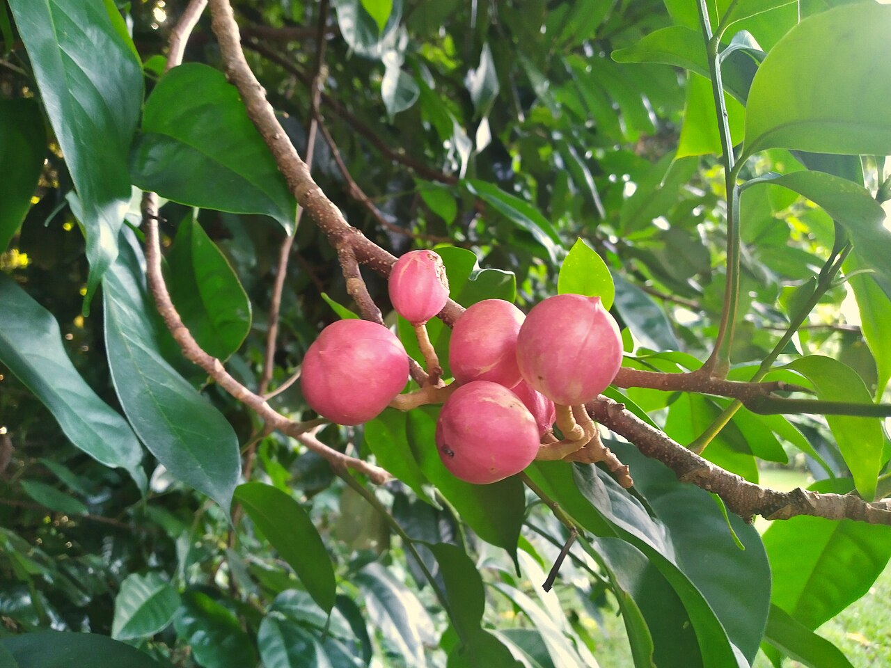 Mossman mahogany: Fruit of the Mossman mahogany, Dysoxylum arborescens. Cairns, Queensland, March 2022