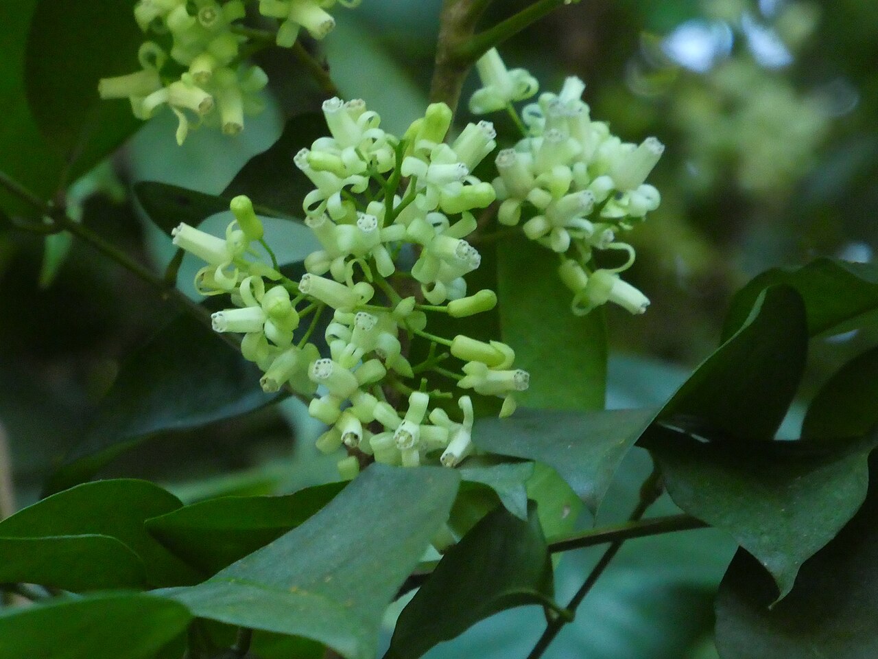Mossman mahogany: Flowers of Mossman mahogany, Dysoxylum arborescens