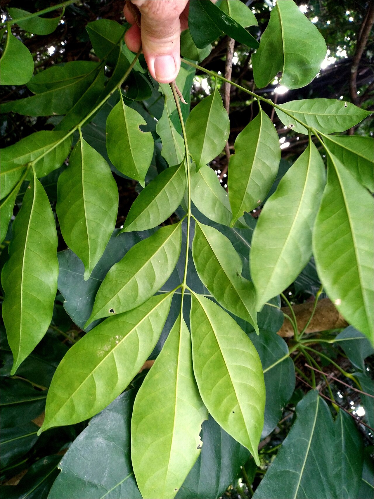 Mossman mahogany: Foliage of the Mossman mahogany, Dysoxylum arborescens. Cairns, Queensland, August 2022