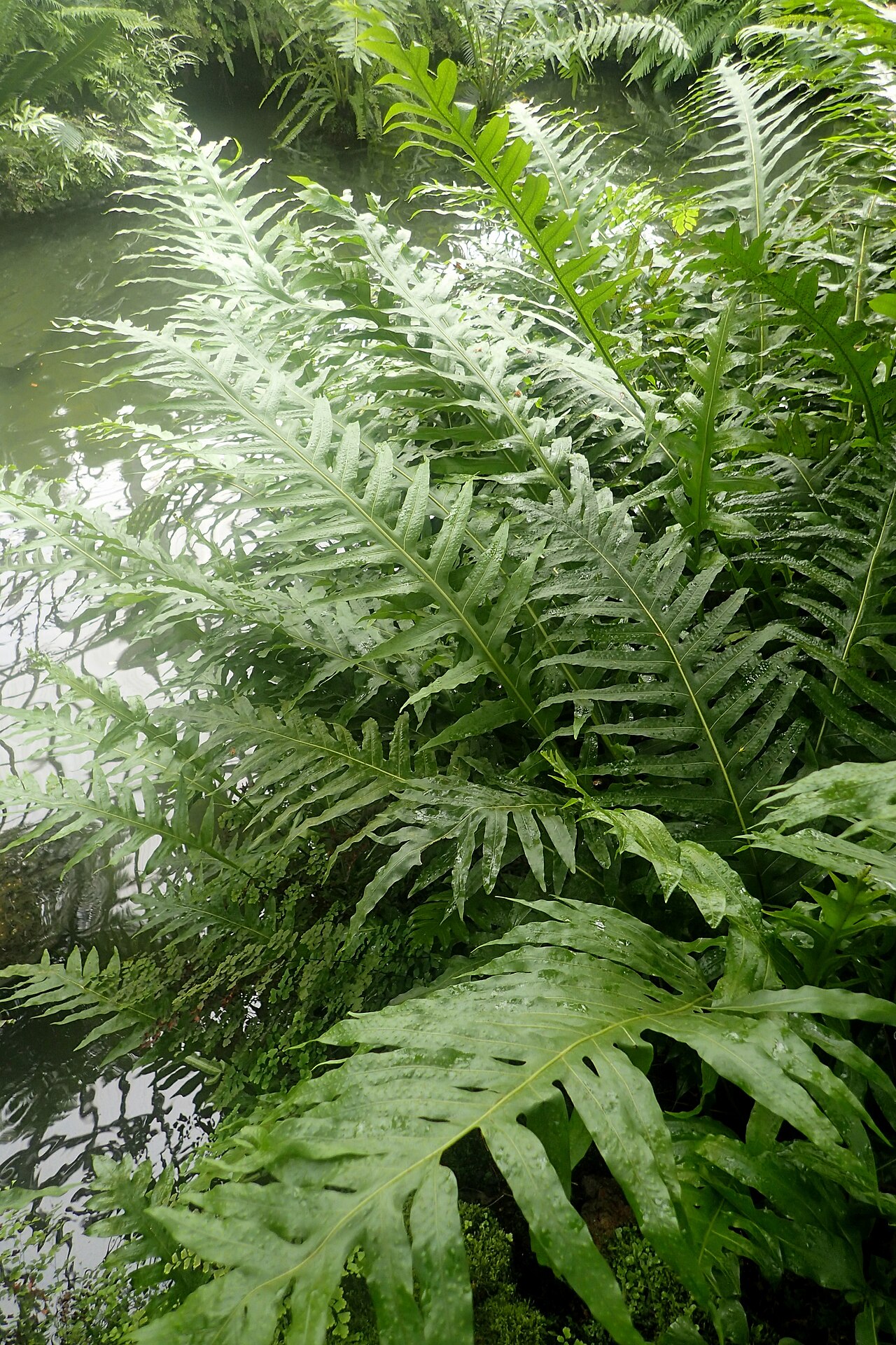 Goniophlebium amoenum: Polypodiodes amoena (als Polypodium amoenum) at Garfield Park Conservatory