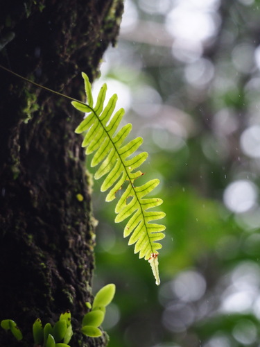 Goniophlebium formosanum (Goniophlebium formosanum)
