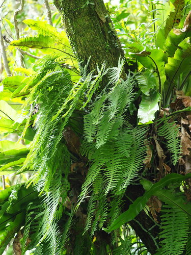Goniophlebium formosanum (Goniophlebium formosanum)