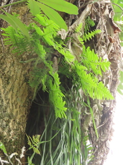 Goniophlebium formosanum (Goniophlebium formosanum)