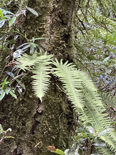 Goniophlebium formosanum (Goniophlebium formosanum)