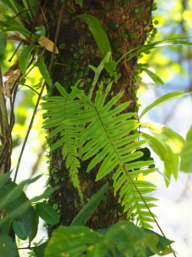 Goniophlebium formosanum (Goniophlebium formosanum)