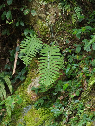 Goniophlebium formosanum (Goniophlebium formosanum)
