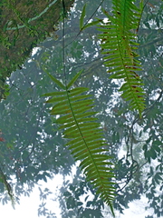 Goniophlebium formosanum (Goniophlebium formosanum)