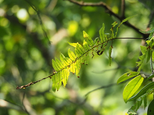 Goniophlebium formosanum (Goniophlebium formosanum)