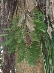 Goniophlebium formosanum (Goniophlebium formosanum)