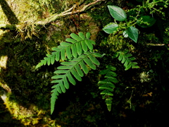 Goniophlebium formosanum (Goniophlebium formosanum)