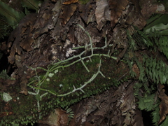 Goniophlebium formosanum (Goniophlebium formosanum)