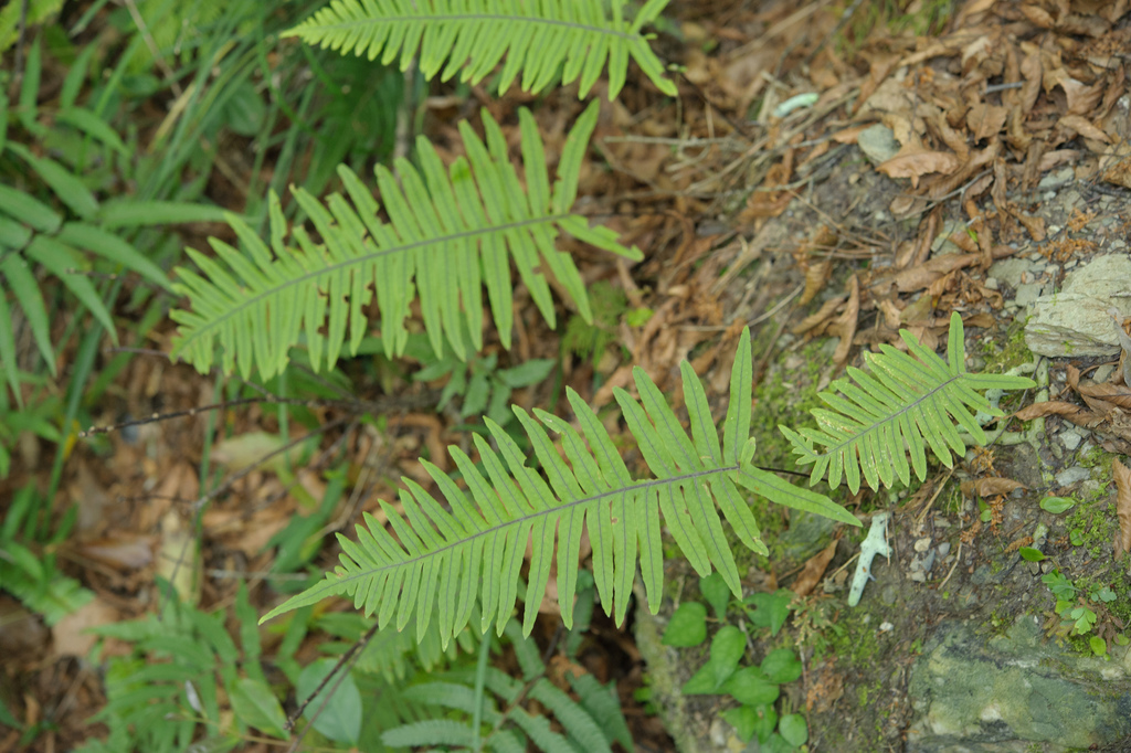 Goniophlebium formosanum (Goniophlebium formosanum)