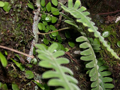 Goniophlebium niponicum: Polypodiodes nipponica (syn. Polypodium nipponicum ) Polypodiaceae Japanese name:Aonekazura Date;2007,1o.23;Tanabe city, Wakayama prefecture, Japan Author;Keiso