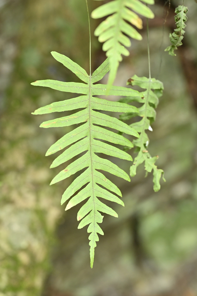 Goniophlebium raishaense (Goniophlebium raishaense)
