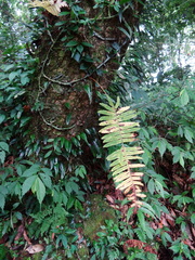 Goniophlebium raishaense (Goniophlebium raishaense)