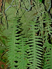 Goniophlebium raishaense (Goniophlebium raishaense)