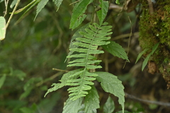 Goniophlebium raishaense (Goniophlebium raishaense)