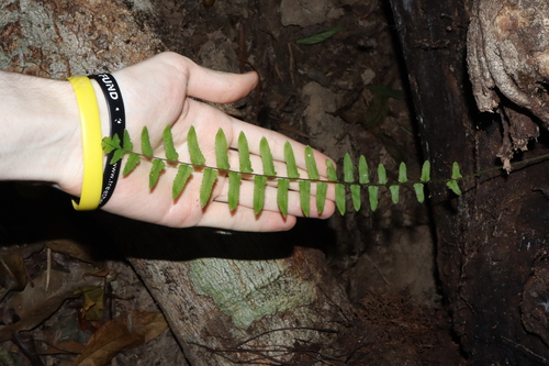 Goniophlebium subauriculatum (Goniophlebium subauriculatum)