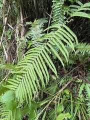 Goniophlebium subauriculatum (Goniophlebium subauriculatum)