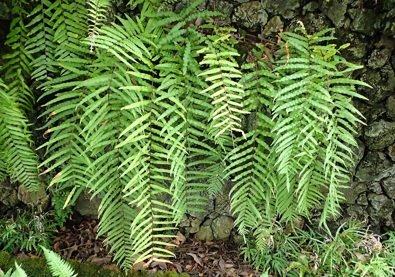 Goniophlebium subauriculatum: Goniophlebium subauriculatum in Jardín de Aclimatación de la Orotava