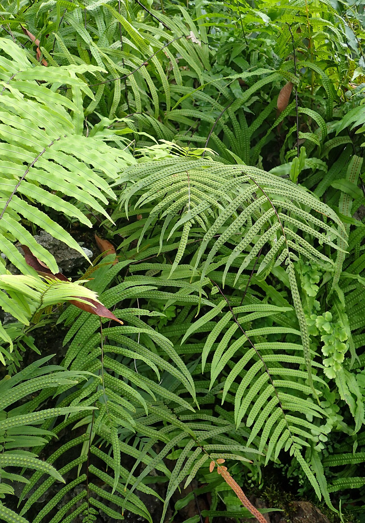 Goniophlebium subauriculatum: Goniophlebium subauriculatum in Jardín de Aclimatación de la Orotava