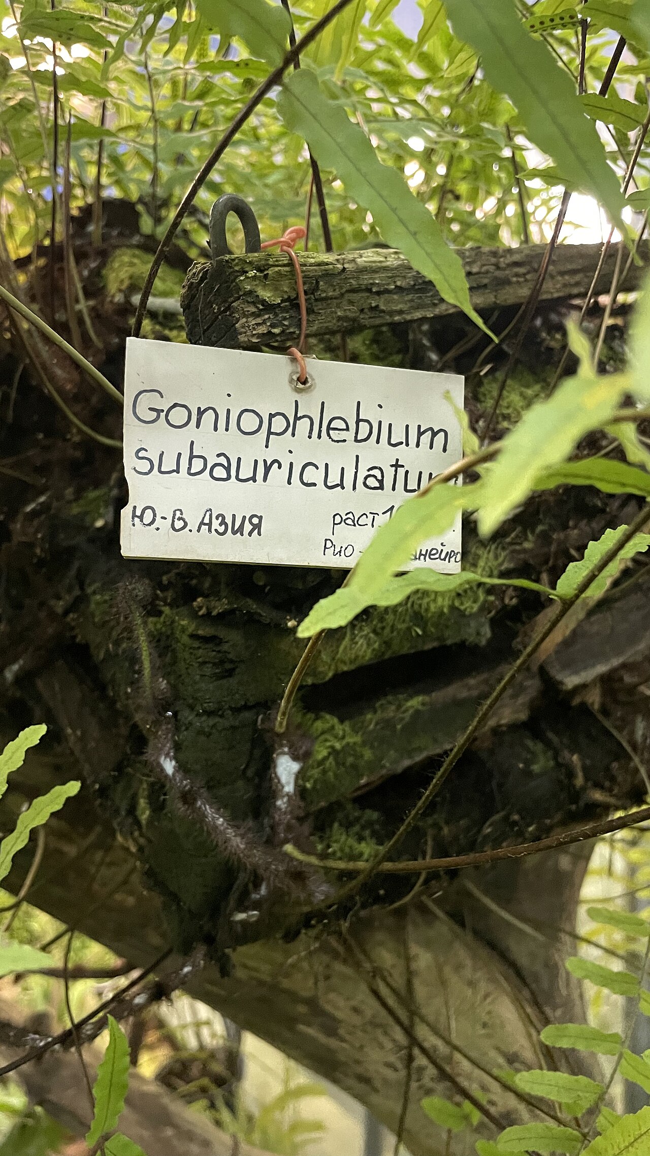 Goniophlebium subauriculatum: Goniophlebium subauriculatum (Blume) C. Presl – Гониофлебиум ушковидный в оранжерее Ботсада БИН РАН, Санкт-Петербург Тропический маршрут, Оранжерея №15. Высшие