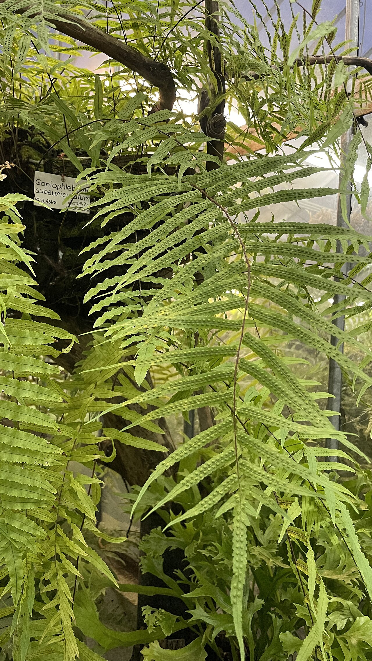 Goniophlebium subauriculatum: Goniophlebium subauriculatum (Blume) C. Presl – Гониофлебиум ушковидный в оранжерее Ботсада БИН РАН, Санкт-Петербург Тропический маршрут, Оранжерея №15. Высшие