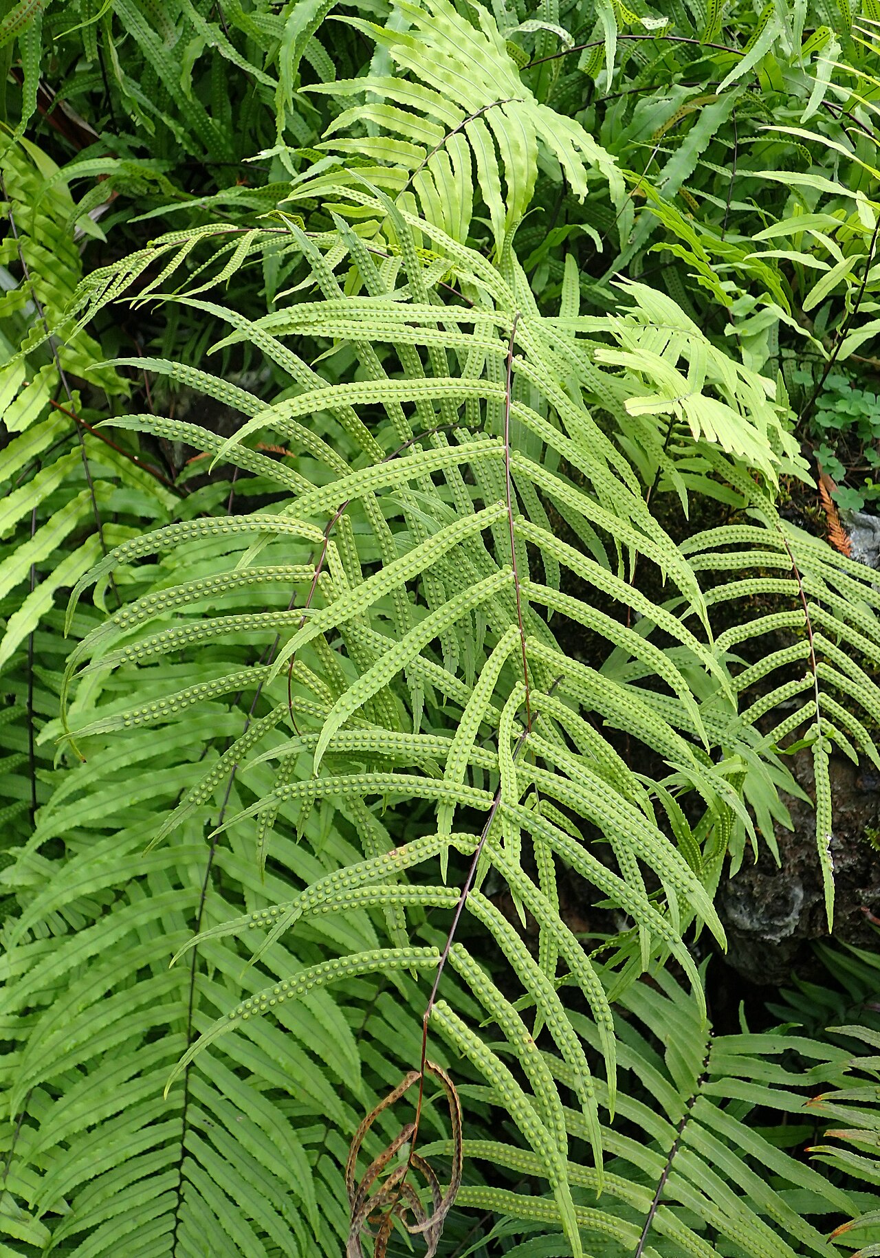 Goniophlebium subauriculatum: Goniophlebium subauriculatum in Jardín de Aclimatación de la Orotava