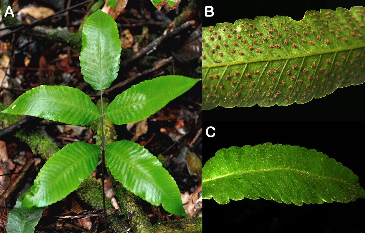 Goniopteris indusiata: Image extracted from: Salino, A., De Souza, M. G. M., & Arruda, A. J. (2014). Thelypteris indusiata (Thelypteridaceae), a new fern species from Amazonian Brazil