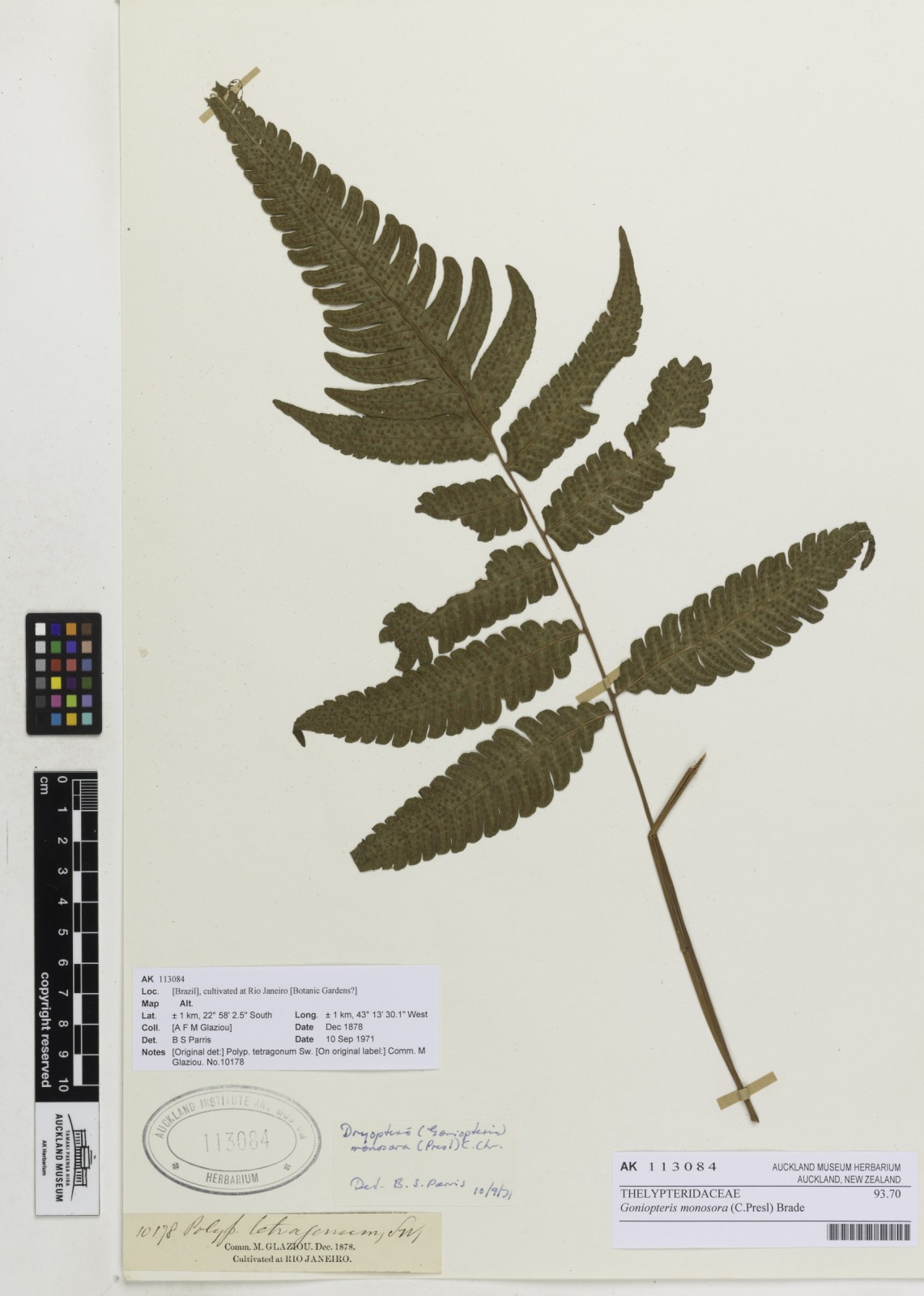 Goniopteris monosora (Goniopteris monosora)