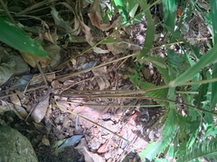 Freetip maiden fern (Goniopteris tetragona)
