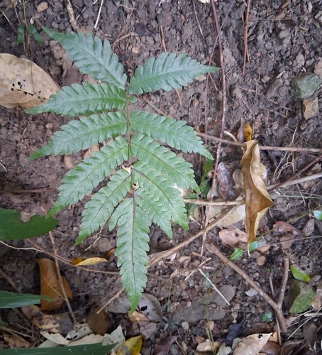 Freetip maiden fern (Goniopteris tetragona)