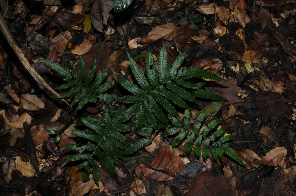 Freetip maiden fern (Goniopteris tetragona)