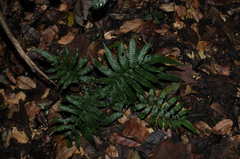 Freetip maiden fern (Goniopteris tetragona)