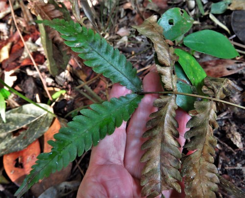 Freetip maiden fern (Goniopteris tetragona)