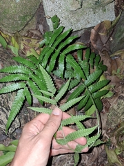 Freetip maiden fern (Goniopteris tetragona)