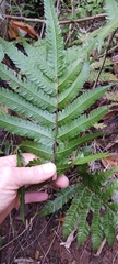 Freetip maiden fern (Goniopteris tetragona)