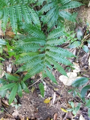 Freetip maiden fern (Goniopteris tetragona)