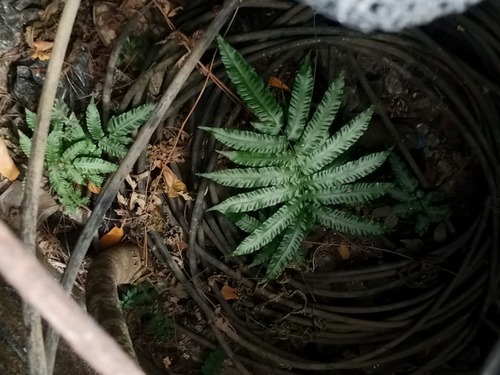 Freetip maiden fern (Goniopteris tetragona)