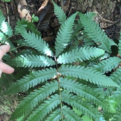 Freetip maiden fern (Goniopteris tetragona)