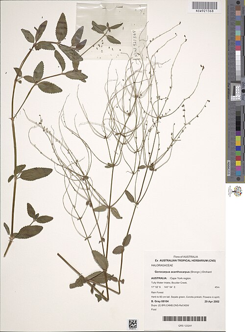Spinyfruit raspwort: Gonocarpus acanthocarpus herbarium specimen NSW921368