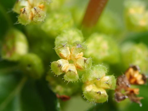 Gonostegia hirta (Gonostegia hirta)