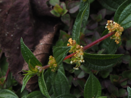 Gonostegia hirta (Gonostegia hirta)