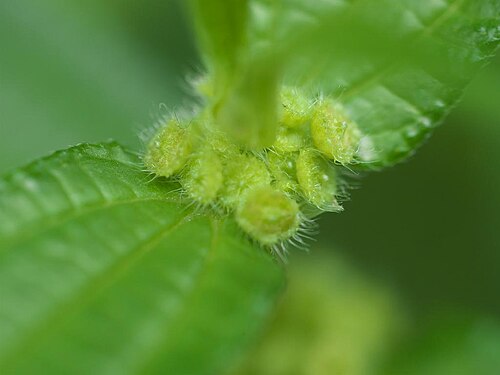 Gonostegia hirta: 2020/01/01 沖縄本島北部：Okinawa Island, Japan