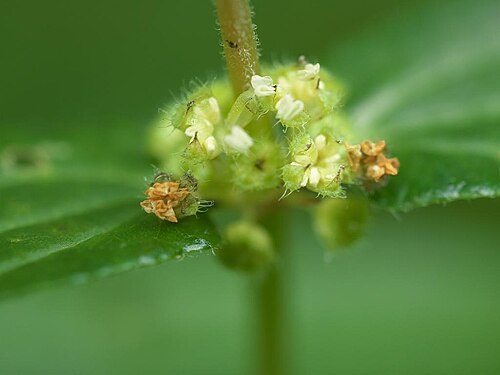 Gonostegia hirta: 2020/01/01 沖縄本島北部：Okinawa Island, Japan