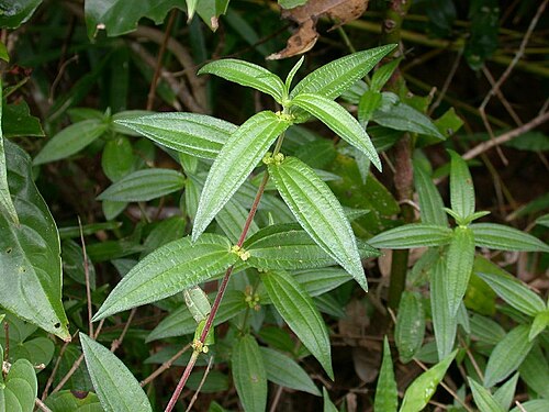 Gonostegia hirta: 2004/08/11 沖縄本島北部：Okinawa Island, Japan