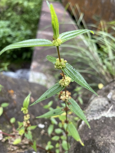 Gonostegia hirta (Gonostegia hirta)